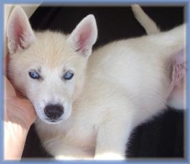 Siberian Husky Puppies Registered For Sale